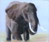 26  Tessa Davies  Tusker  Pastel